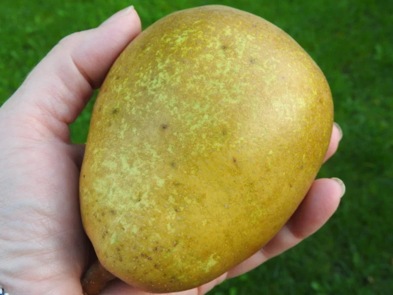 Birne "Köstliche von Charneux" (Pyrus communis "Köstliche von Charneux")
