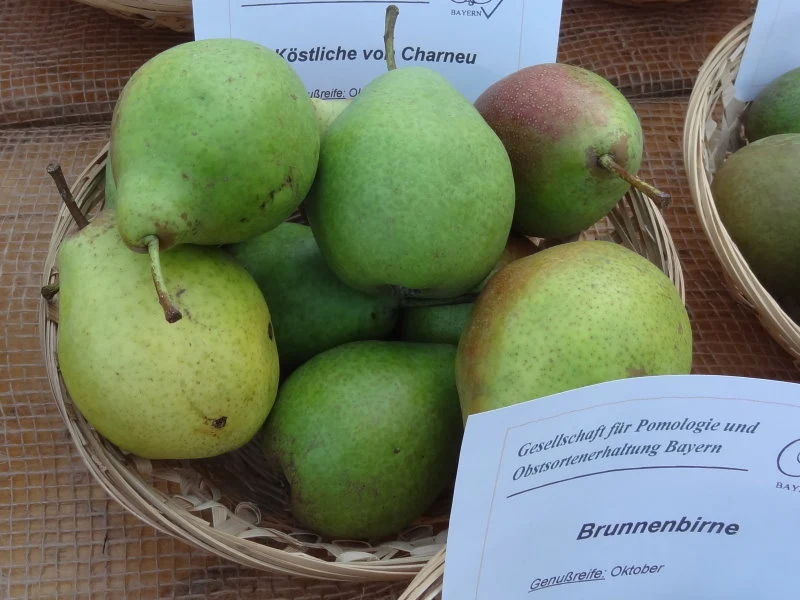 Birne "Köstliche von Charneux" (Pyrus communis "Köstliche von Charneux")