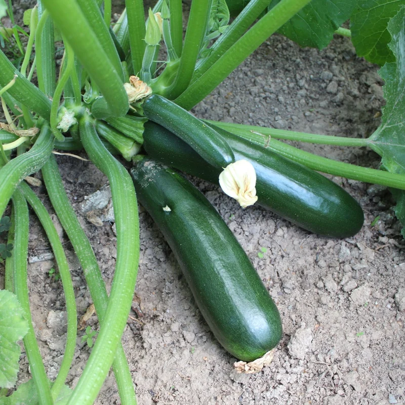 Bio-Zucchini Black Beauty Samen