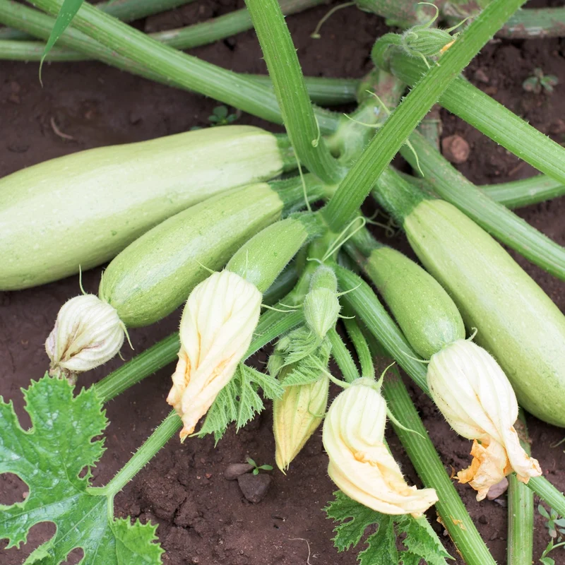 Zucchini Bianca di Trieste Samen