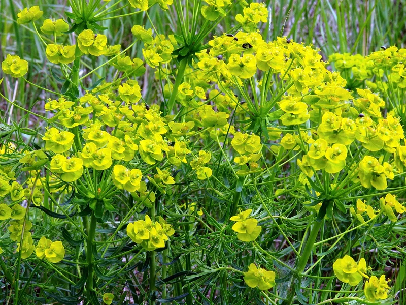Zypressen-Wolfsmilch (Euphorbia cyparissias)