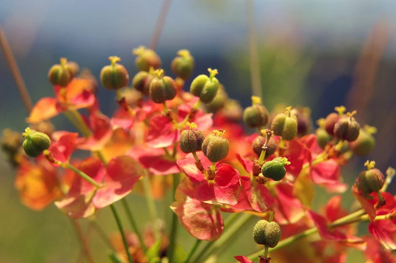 Zypressen-Wolfsmilch (Euphorbia cyparissias)
