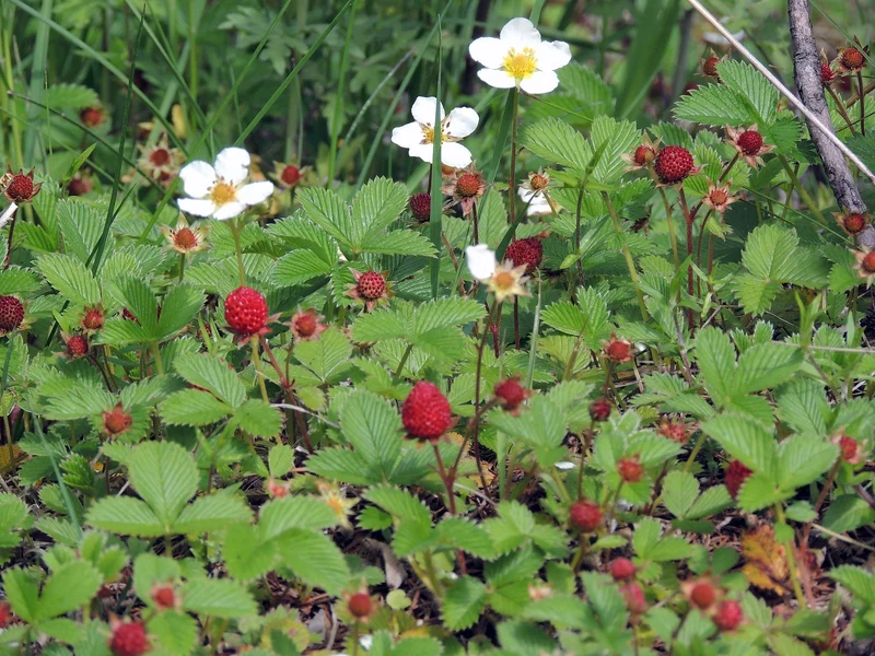 Wald-Erdbeere (Fragaria vesca)