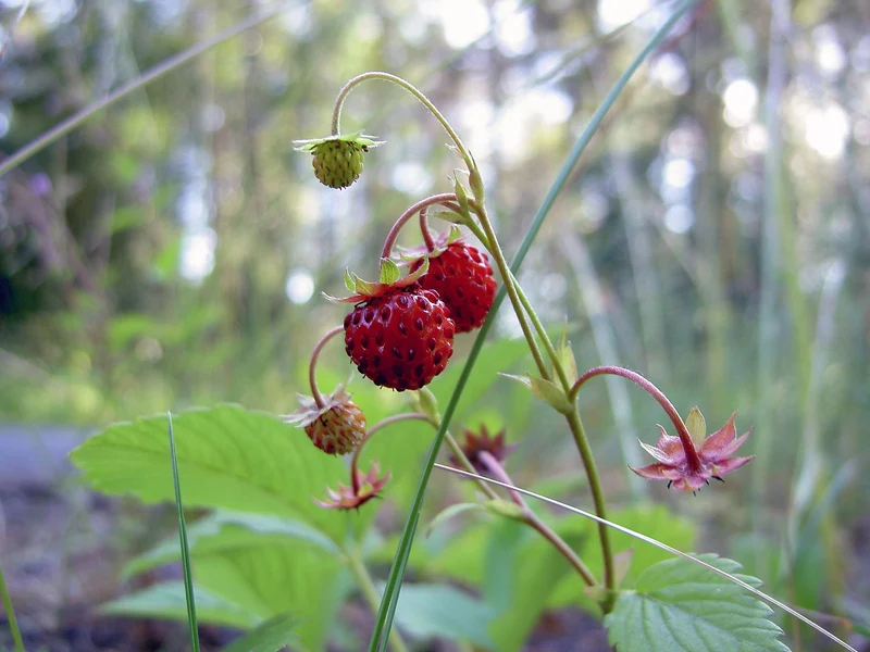 Wald-Erdbeere (Fragaria vesca)