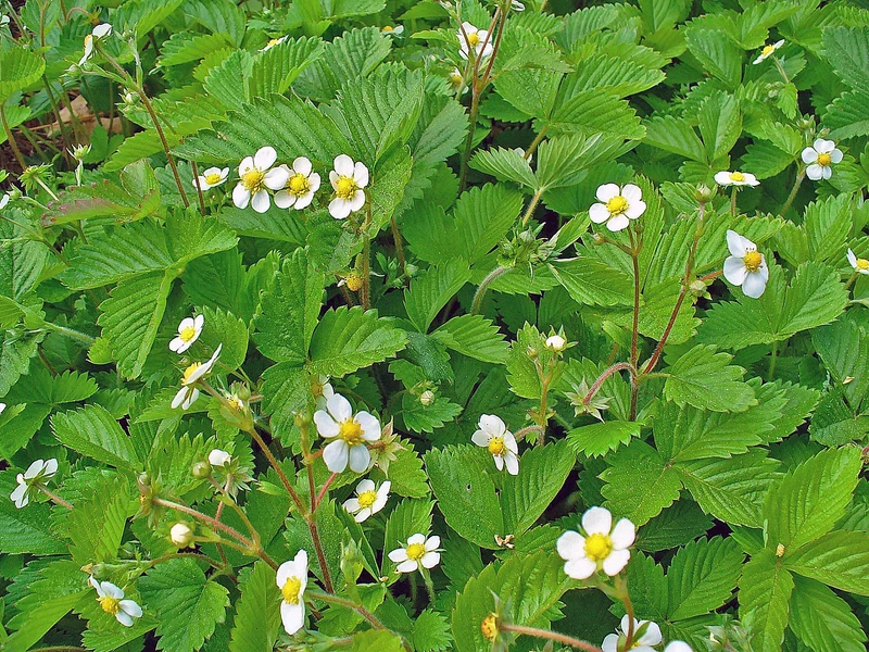 Wald-Erdbeere (Fragaria vesca)