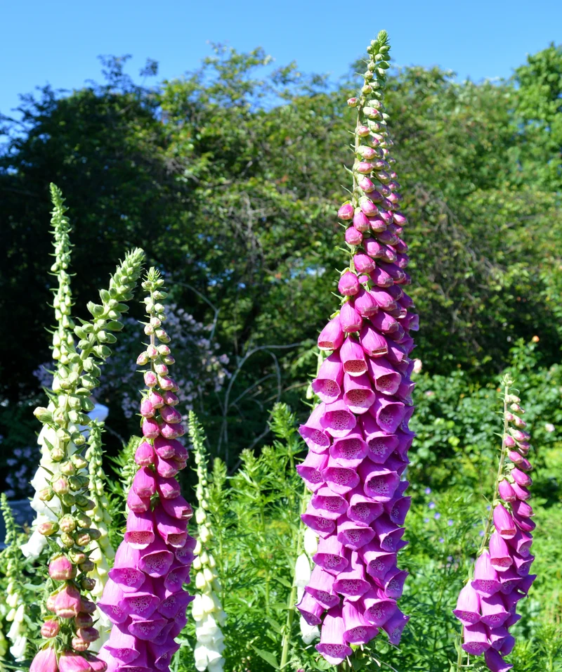 Purpur-Fingerhut (Digitalis purpurea)