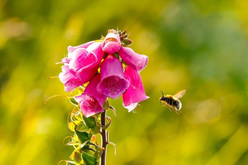 Purpur-Fingerhut (Digitalis purpurea)