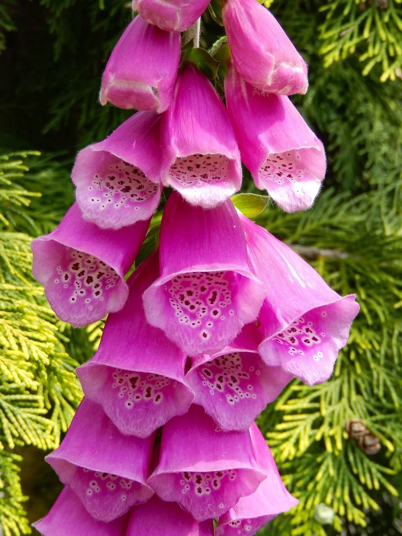 Purpur-Fingerhut (Digitalis purpurea)