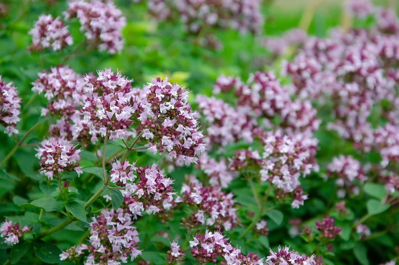 Oregano, Wilder Majoran (Origanum vulgare)