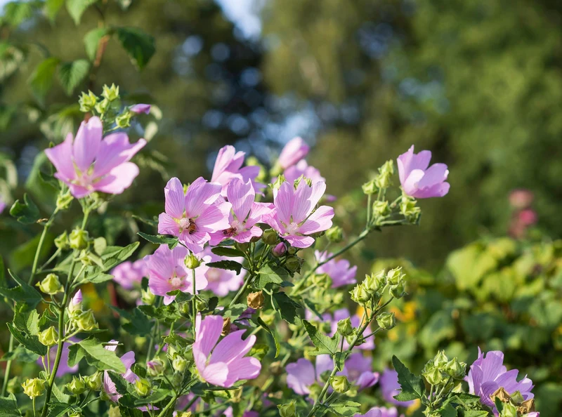 Moschus-Malve (Malva moschata)