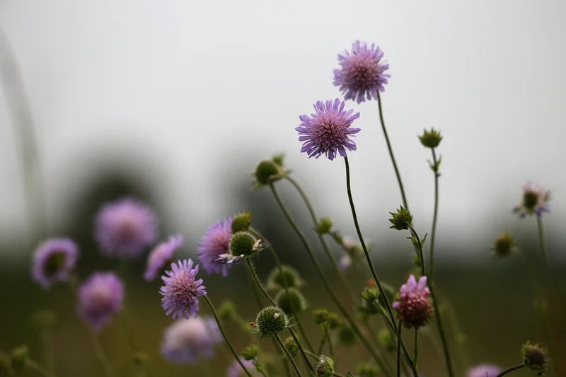 Wiesen-Witwenblume (Knautia arvensis)