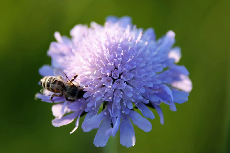 Wiesen-Witwenblume (Knautia arvensis)