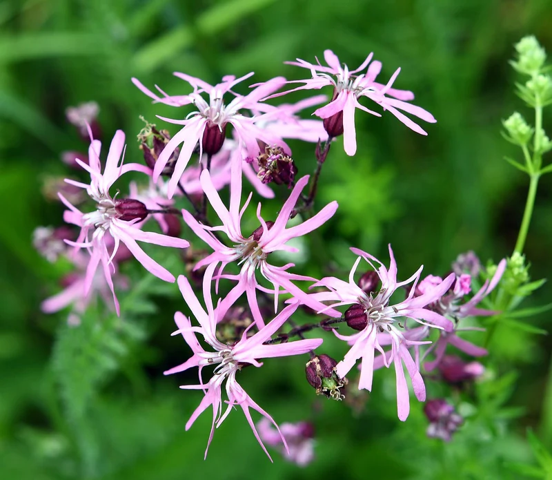 Kuckucks-Lichtnelke (Silene flos-cuculi)
