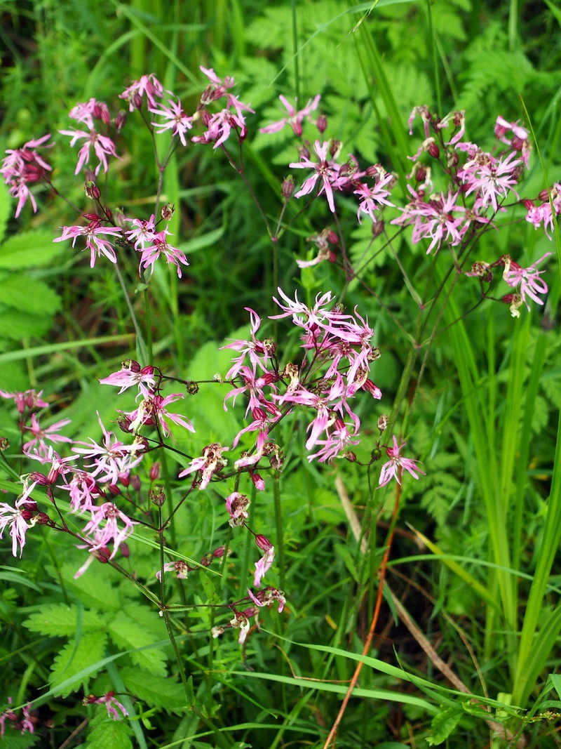 Kuckucks-Lichtnelke (Silene flos-cuculi)