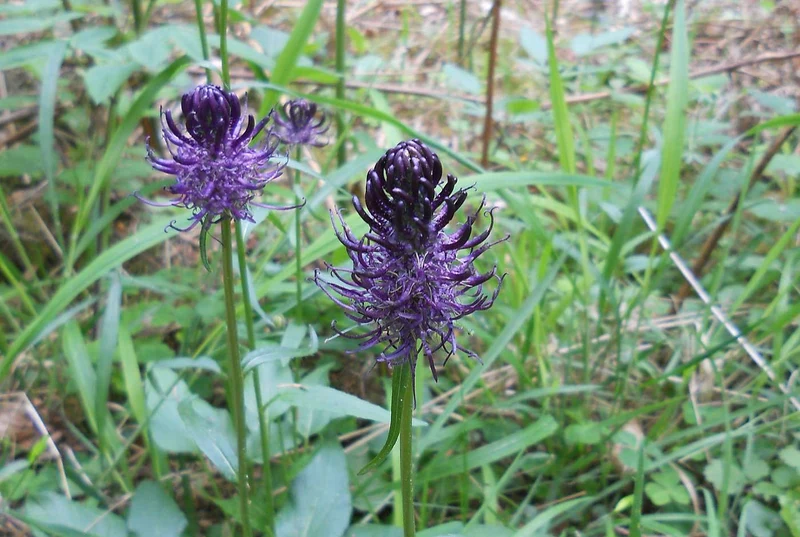 Schwarze Teufelskralle (Phyteuma nigrum)