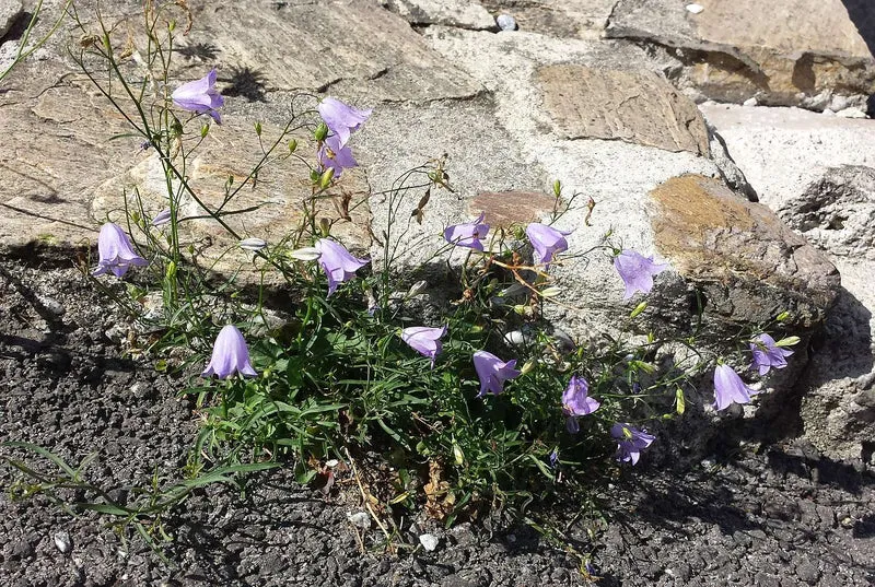 Rundblättrige Glockenblume (Campanula rotundifolia)