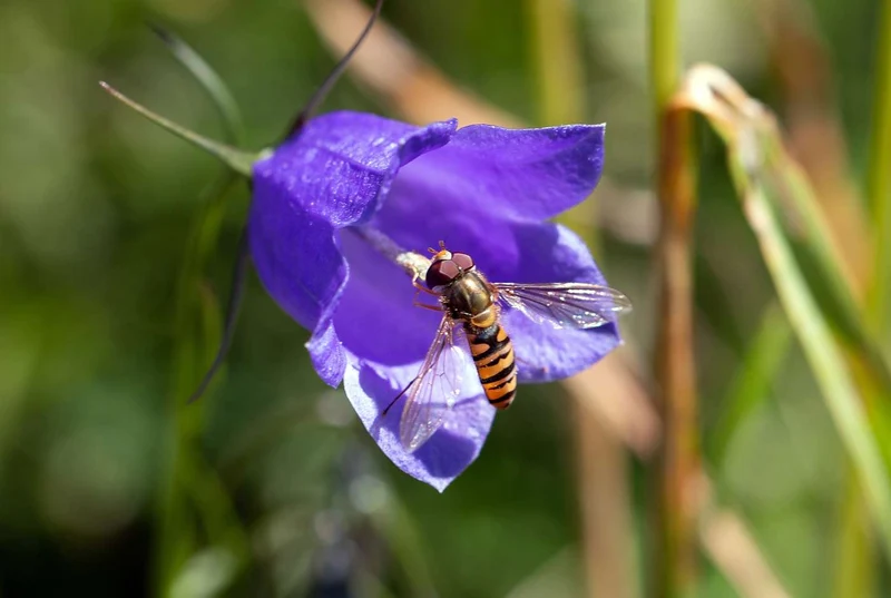 Rundblättrige Glockenblume (Campanula rotundifolia)