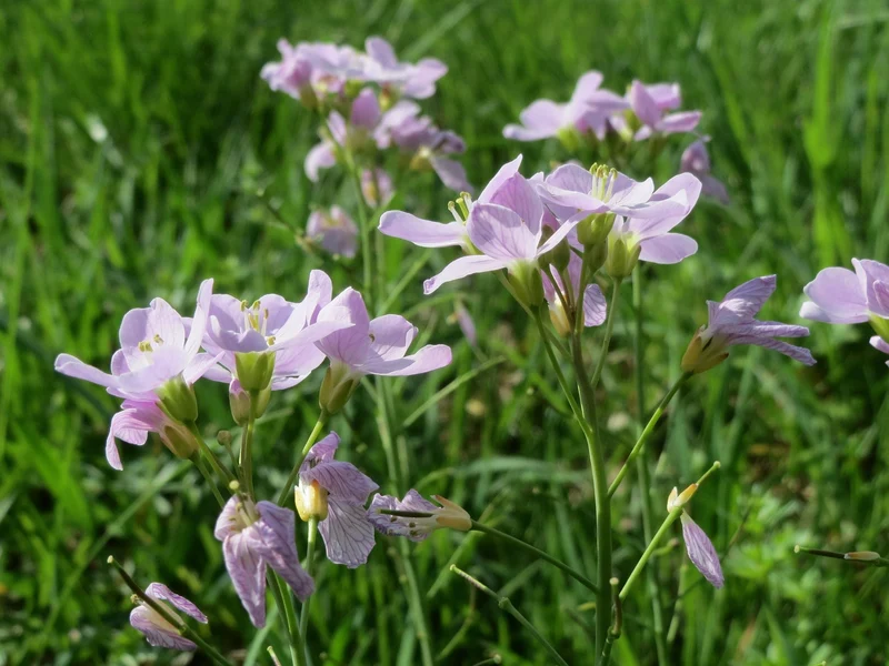 Wiesen-Schaumkraut (Cardamine pratensis)