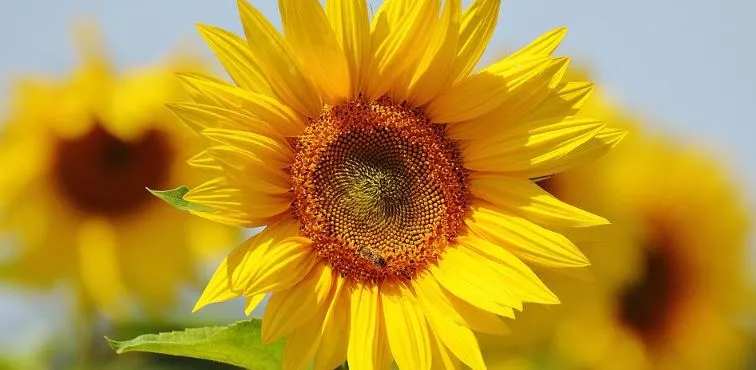 6 Sonnenblumen Sorten Mischung