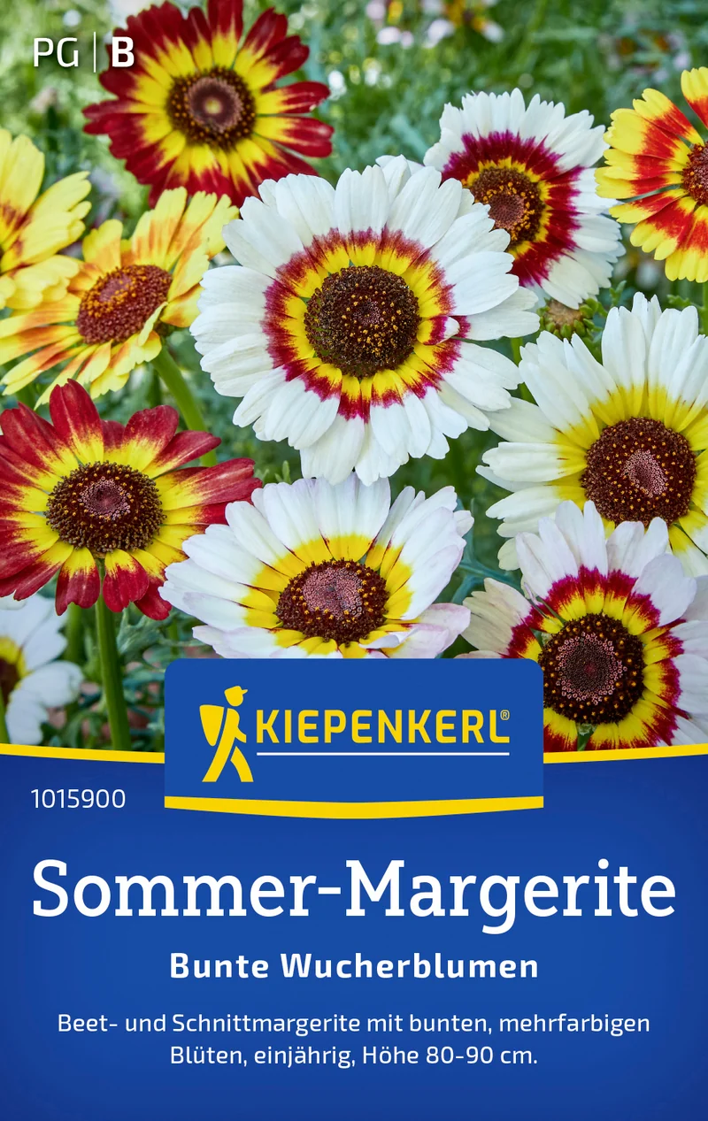 Sommer Margeritensamen Bunte Wucherblumen Saatgut