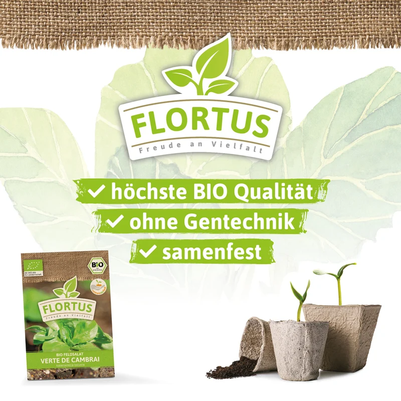 Feldsalat Verte de Cambrai | BIO Salatsamen von FLORTUS