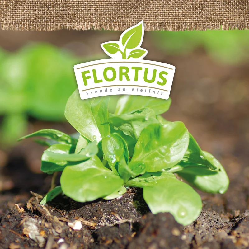 Feldsalat Verte de Cambrai | BIO Salatsamen von FLORTUS