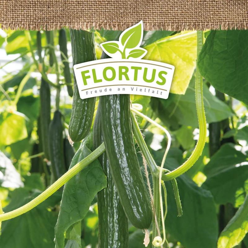 Salatgurke Tanja | BIO Gurkensamen von FLORTUS