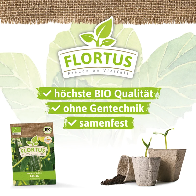 Salatgurke Tanja | BIO Gurkensamen von FLORTUS