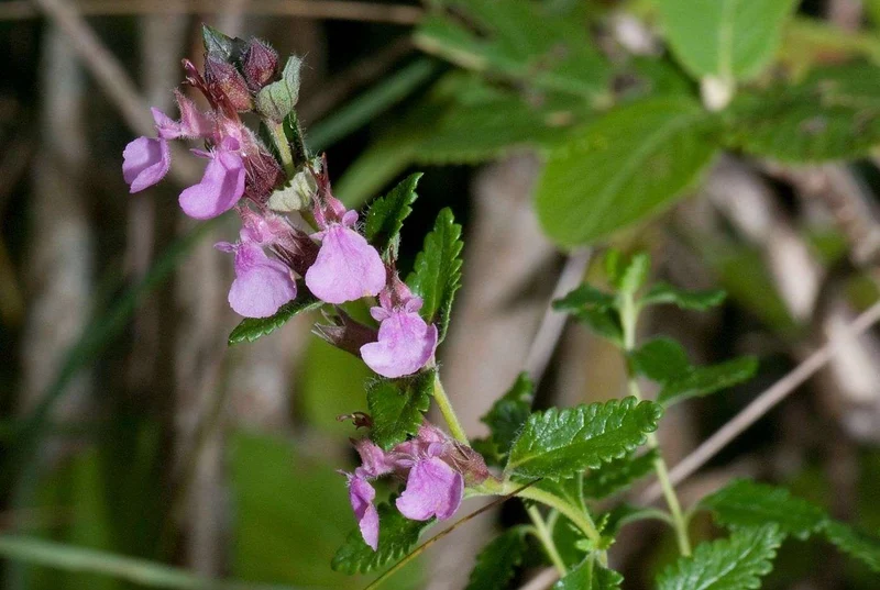 Edel-Gamander (Teucrium chamaedrys)