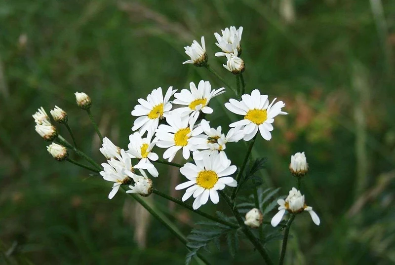 Gewöhnliche Straußmargerite (Tanacetum corymbosum)