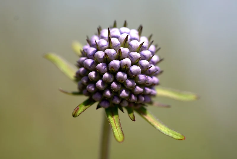 Gewöhnlicher Teufelsabbiss (Succisa pratensis)