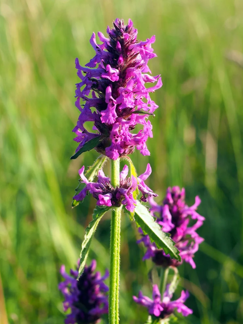 Echter Ziest, Heil-Ziest (Betonica officinalis)
