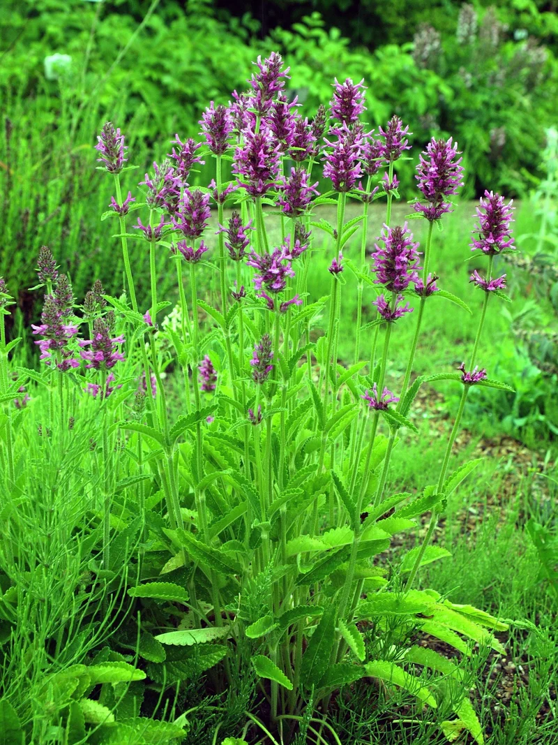 Echter Ziest, Heil-Ziest (Betonica officinalis)