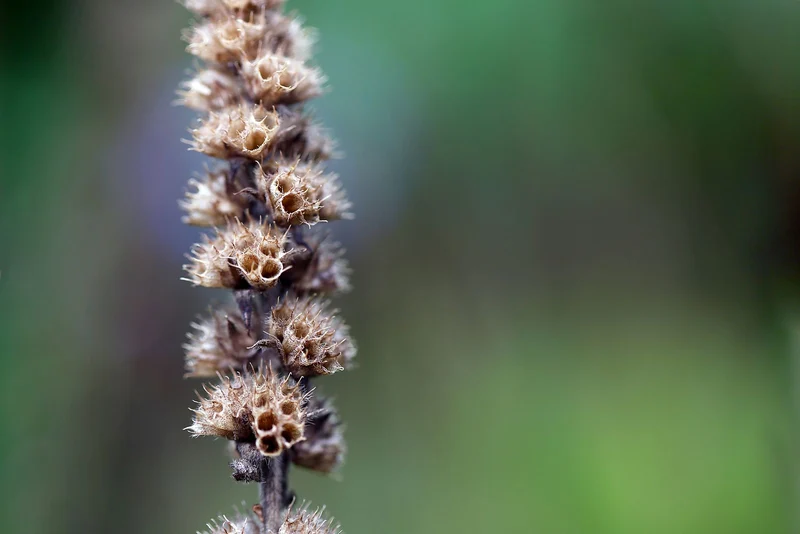 Echter Ziest, Heil-Ziest (Betonica officinalis)