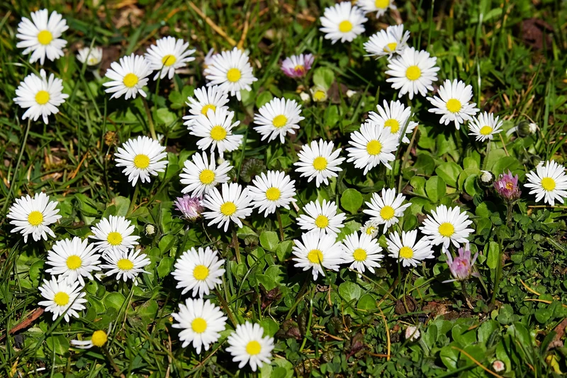 Gänseblümchen (Bellis perennis)