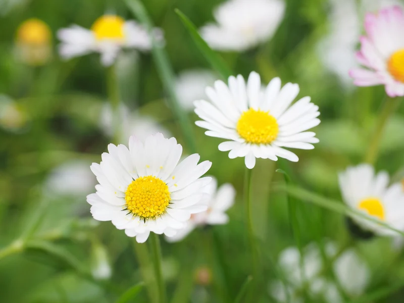 Gänseblümchen (Bellis perennis)