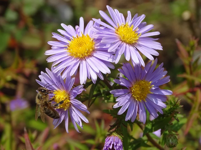 Berg-Aster, Kalk-Aster (Aster amellus)