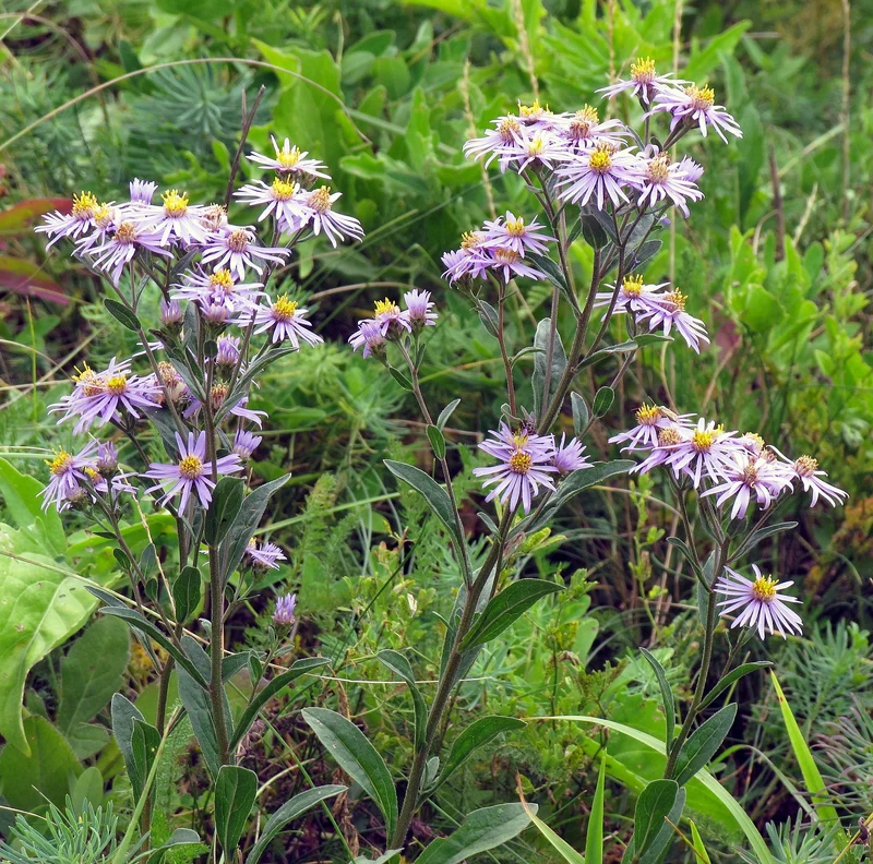 Berg-Aster, Kalk-Aster (Aster amellus)