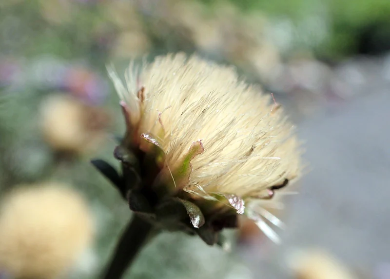 Berg-Aster, Kalk-Aster (Aster amellus)
