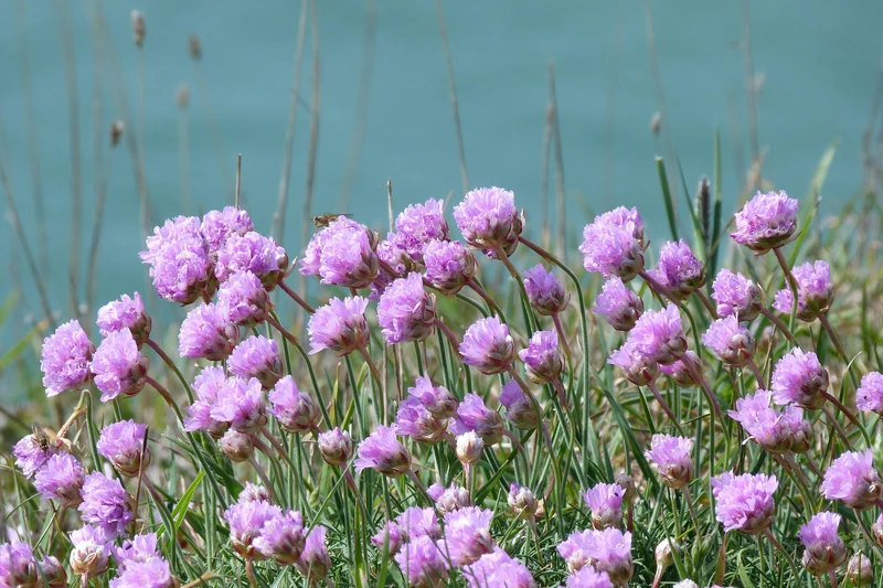 Gewöhnliche Grasnelke (Armeria maritima)