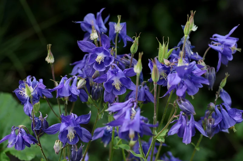 Akelei (Aquilegia vulgaris)