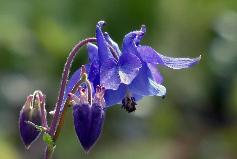 Akelei (Aquilegia vulgaris)