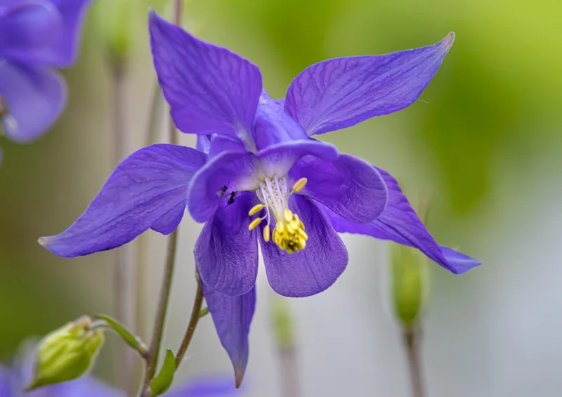 Akelei (Aquilegia vulgaris)