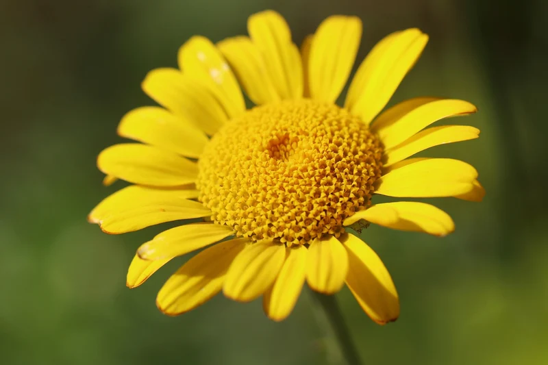 Färber-Hundskamille (Anthemis tinctoria)