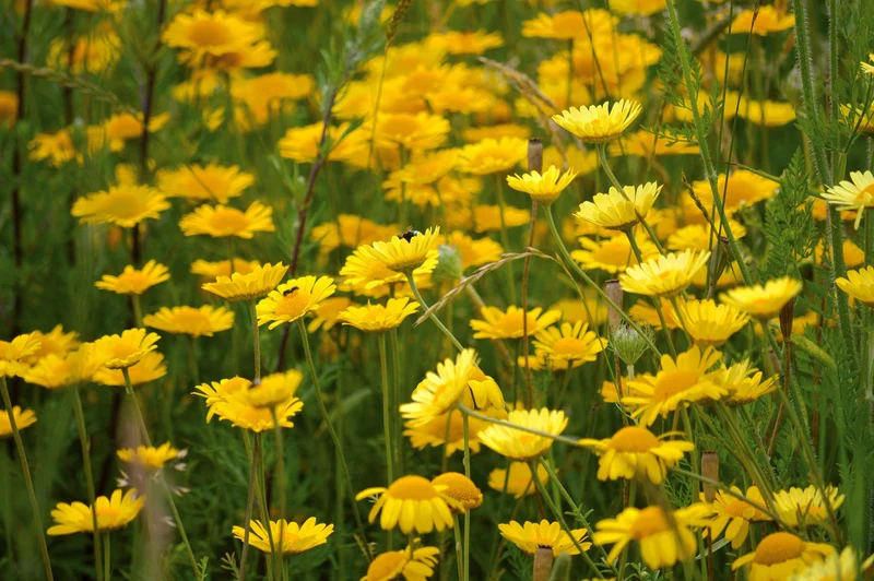 Färber-Hundskamille (Anthemis tinctoria)