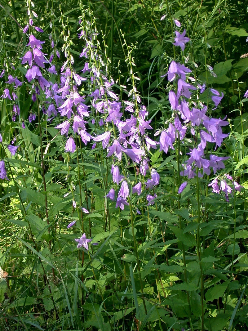 Acker-Glockenblume (Campanula rapunculoides)