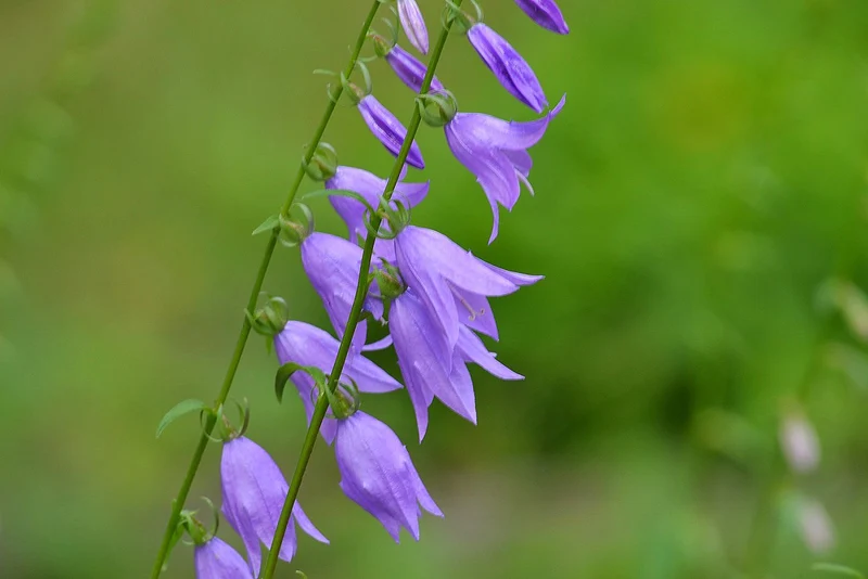 Acker-Glockenblume (Campanula rapunculoides)