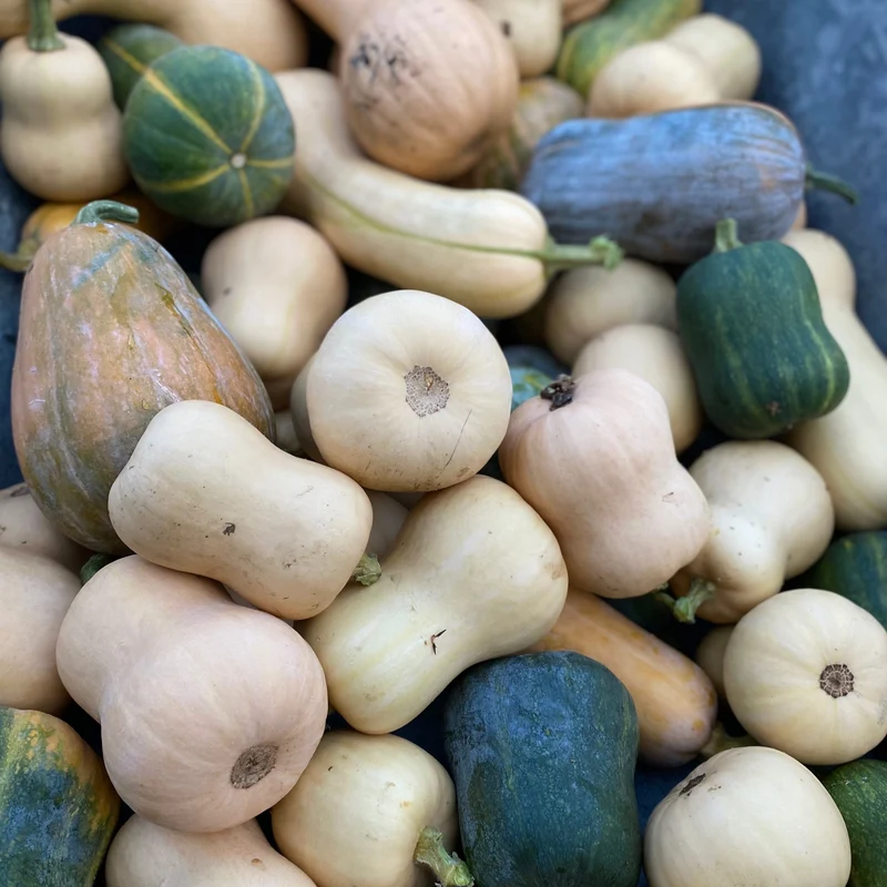 Kürbis Butternut (Grex / Population)