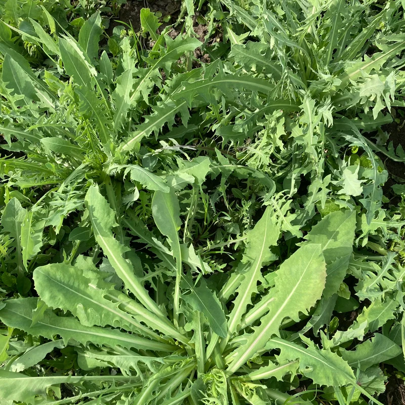 Ewiger Salat "Blauer Lattich"