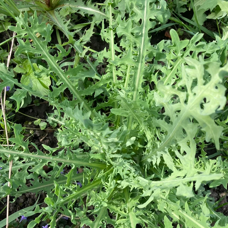 Ewiger Salat "Blauer Lattich"